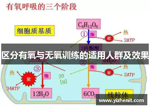 区分有氧与无氧训练的适用人群及效果